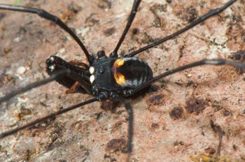 Media type: image;   Invertebrate Zoology 129583